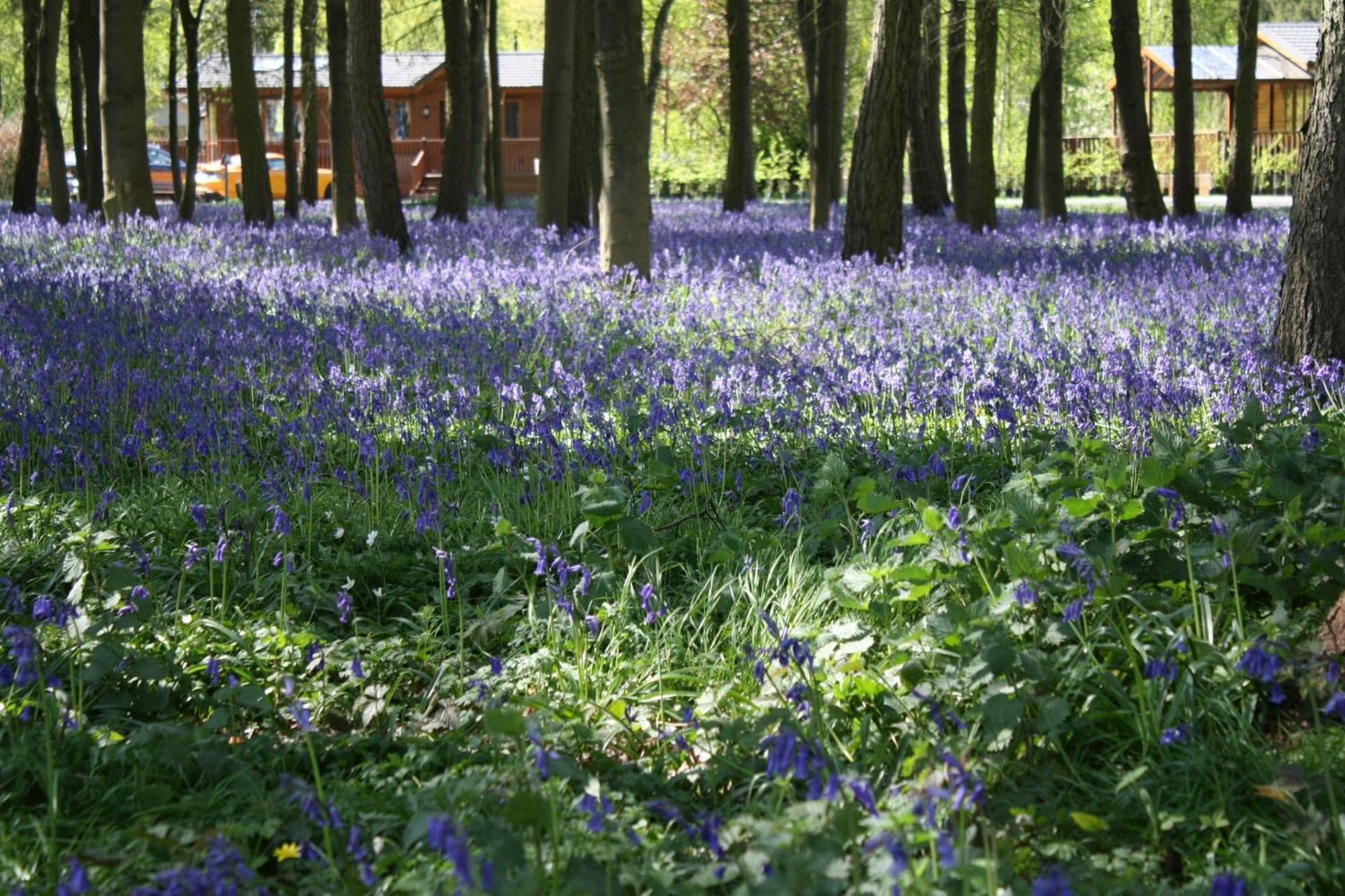 Hollicarrs - Stag Lodge York Exteriör bild